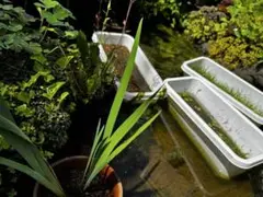 陰性水草　巨大流木レイアウトセット 陰性水草 巨大流木レイアウトセット - メルカリ