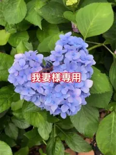 我妻様専用