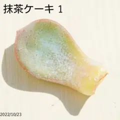 抹茶ケーキ 葉挿し ① 未発芽未発根 多肉植物 レア