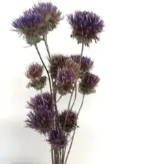 アザミのドライフラワーミニ
