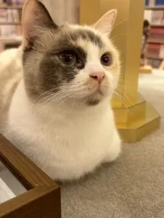 専用出品
