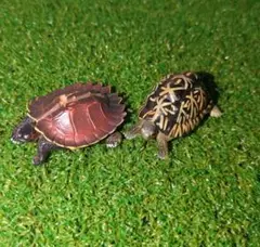 インドホシガメ　トゲヤマガメ　フィギュア　リアル　ガシャポン