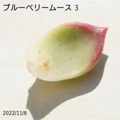 ブルーベリームース 葉挿し ③ 未発芽未発根 多肉植物 レア 希少
