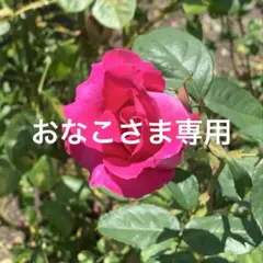 蓮紙【おなこさま専用の