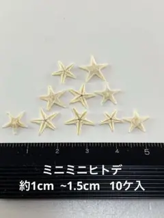 NO.23ss-180 ミニミニヒトデ　約1cm ~1.5cm 10ケ入