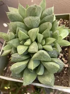 ハオルチア