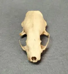頭蓋骨 骨格標本 小動物 約7.5cm