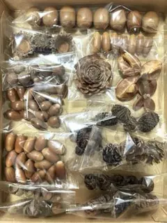 どんぐり 殻斗　檜の実　メタコセイヤ ミニ松ぼっくり　茶の実　椿殼　シダローズ等