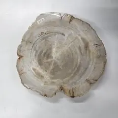 ペトリファイドウッド　プレート　 約2.5cm　⑤
