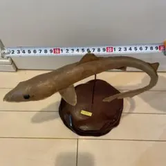 ノコギリザメ（鋸鮫）サメ歯　全長66cm  標本剥製 ノコギリザメ（鋸鮫）サメ歯 全長66cm 標本剥製 - メルカリ