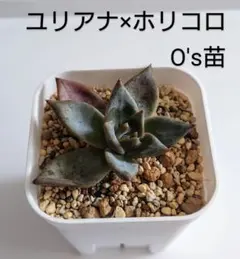紅染華×トバレンシス札付きポットごとメルカリ便オーズプランツ