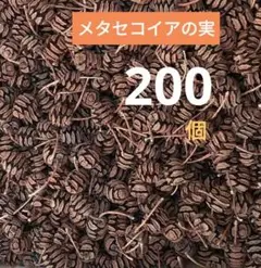 #H57 メタセコイアの実 天然素材 ドライ 木の実　200個