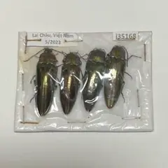 サキシマヒラタクワガタ 標本 サキシマヒラタクワガタ♂標本 - メルカリ