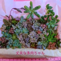 多肉植物 カット苗 カラフル多肉 小さいカットの詰め合わせ