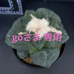 サボテン　亀甲牡丹ゴジラ　国内実生繁殖苗　実生　鉢ごと発送 サボテン亀甲牡丹ゴジラ国内実生繁殖苗実生接キリン台付