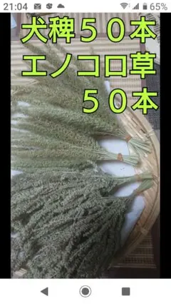★犬稗とエノコロ草★インコのおやつ