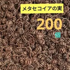 #H82 メタセコイアの実 天然素材 ドライ 木の実　200個