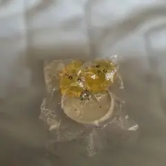 ちいかわ シークレット　チョコエッグ