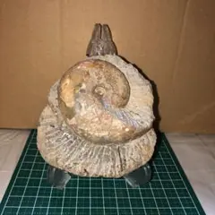化石 アンモナイト ノジュール 北海道