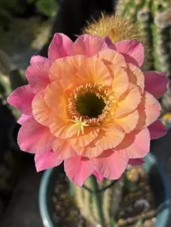 現品.大株】多肉植物 花サボテン 金紐シリーズ オーロラ - メルカリ