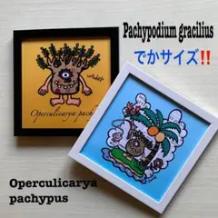 でかサイズ！2個セット★パキポディウムグラキリス＆オペルクリカリアパキプス