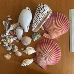 貝絵用 研磨済み ひおうぎ貝の貝殻キャンバス100枚1セット ひおうぎ貝の貝殻6cm(5~7cm)前後サイズ100枚1セット その他素材
