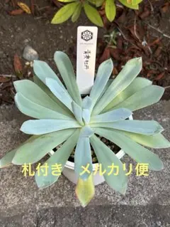 【希少苗❣️】多肉植物　青典牡丹　4号ポットのまま 2025年最新】青典牡丹 多肉の人気アイテム - メルカリ