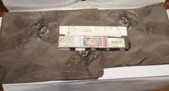 ◆都喜エ門 大島紬 着物 モダン 花 金ラベル 証書あり ベージュ系 砂色
