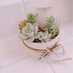 多肉植物 リメイク缶