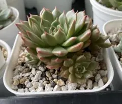 多肉植物 韓国苗オリビア多頭 抜き苗