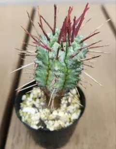 ♀ マジョール 低重心 子株付き ホリダ ユーフォルビア ポリゴナ ユーフォルビア ホリダ マジョール Euphorbia horrida 'major