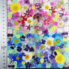 押し花素材　NO880 ノースボール ビオラ 紫陽花　バーベナ 小花　押し花