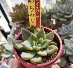 おらい | おはようございます🌱 美紫妃がとても綺麗で思わず