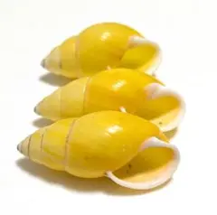 イエロー 螺旋形貝殻 3個セット