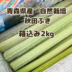 秋田県産天然ふき20kg シャキッとほろ苦い！》ふき『秋田ふき』 | 野菜/山菜 産直