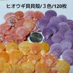 ヒオウギ貝貝殻/３色セット