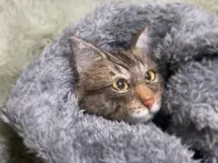 Ryan☆ハンドメイド☆キジトラ☆羊毛フェルト☆バッグチャーム☆ねこ☆猫☆cat