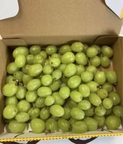 山形県天童産♡葡萄♡シャインマスカット