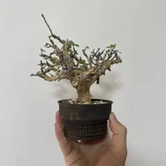 コミフォラ ストックシアナ / Commiphora stocksiana / 発根済み
