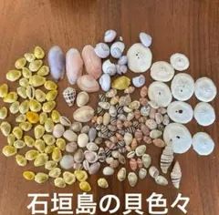 石垣島　天然 貝殻 巻貝 詰め合わせ まとめ売り