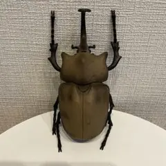 2025年最新】エレファスゾウカブト 標本の人気アイテム - メルカリ