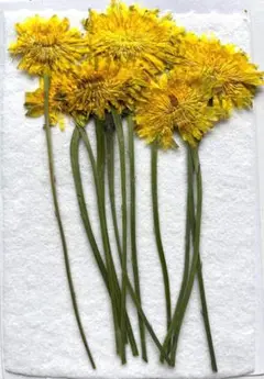 押し花 S-119　押し花 たんぽぽ