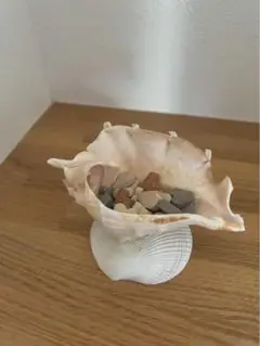 シェル型小物入れ