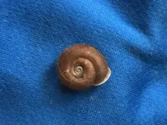 貝標本　鹿児島県離島のカタツムリ　コケハダシワクチマイマイ
