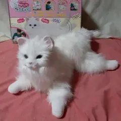 激カワ♥️しっぽふりふり♥️あまえんぼう　ねこちゃん♥️本物みたい猫