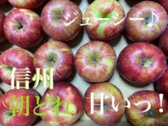 朝どれ 味の詰まった 信州 りんご
