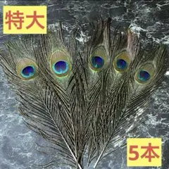 特大 孔雀の羽根 5本