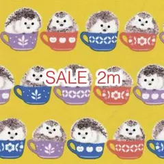 SALE 2m ハリネズミ イエロー オックス