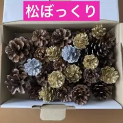 大きさ色々☆松ぼっくり