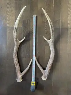 [北海道] 鹿の角2本セット